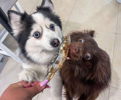 Dehydrated Wild-Caught Sardines for Cats & Dogs — 100% Single Ingredient | Raw Instincts Florida | Qty: 5 Fish