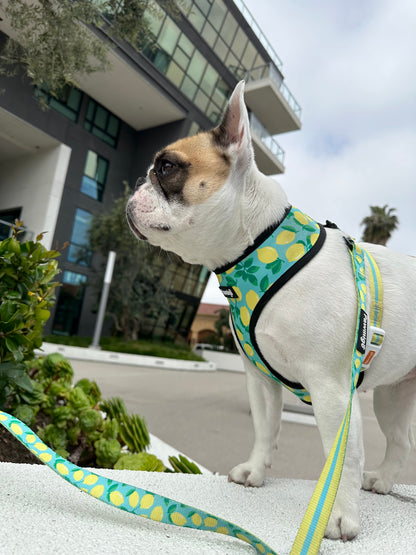 Worth The Squeeze Leash Kit