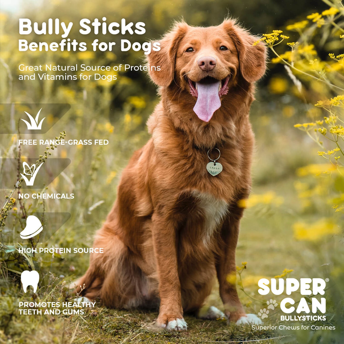 6" Jumbo Bully Sticks - High-Protein Dog Chews